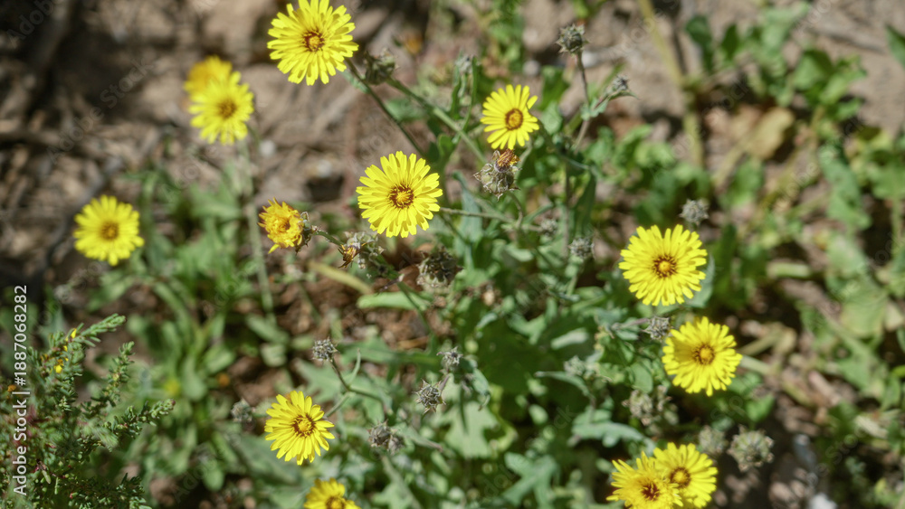 Obraz premium Vibrant yellow flowers of hypochaeris radicata, commonly known as catsear, bloom under the sunny outdoors of torrevieja, spain, showcasing lush green foliage amidst a natural landscape.