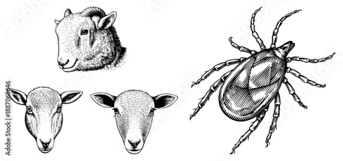 Detailed Vector Illustration of Sheep Heads and Tick with Hatched Textures
