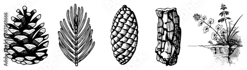Pine Cone, Spruce, Pinecone, Log Segment, Water Lily Plant Vector Set