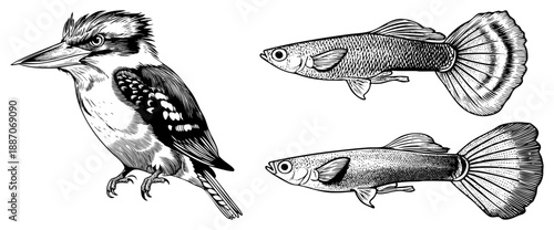Kookaburra Bird and Two Guppy Fish in Detailed Art Illustration