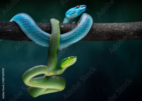 View of two vibrant snakes, one teal and one green, entwined on a branch in a dark, lush forest, a natural ballet of contrasting hues, Batam, Indonesia.