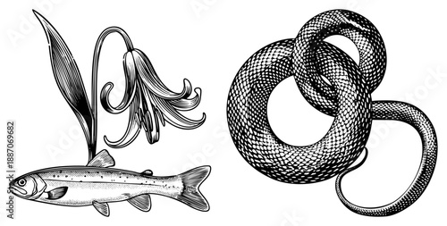 Vintage Botanical Illustration Featuring Trout, Lily, and Coiled Snake