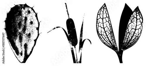 Botanical Illustration of Cactus, Cattail, and Leaf Veins in Halftone Style