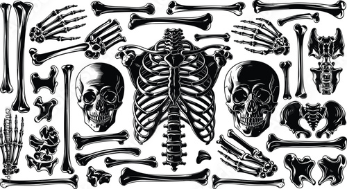 Detailed human skeleton and skull bone illustrations arranged as anatomical collection isolated on white background for medical and gothic design use