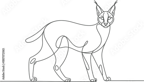 One Line of a Caracal Standing on a Plain Background