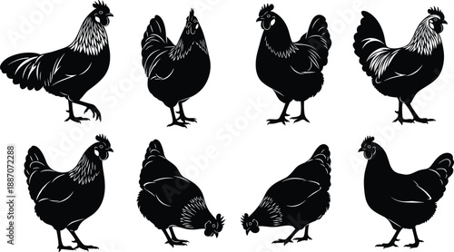 Set of black chicken silhouettes showing various farm hen poses isolated on white background for rustic design projects