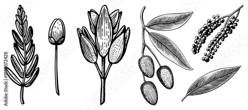 Botanical Illustration Set Featuring Leaves, Berries, and Elements