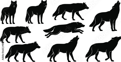 Set of black wolf silhouettes showing various wild canine poses isolated on white background for wildlife and nature design use