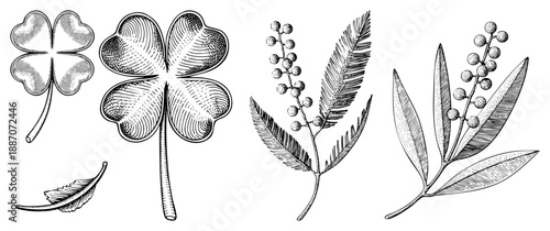 Vintage Botanical Illustration of Four Leaf Clover and Leafy Branches