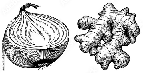 Hand Drawn Onion and Ginger Root in Detailed Art