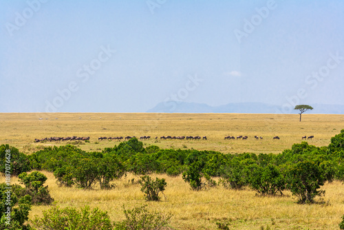 Huge herds of ungulates on the Masai Mara plains. Kenya, Africa
