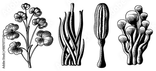 Vintage Botanical Illustration of Four Plant Species in Detailed Art