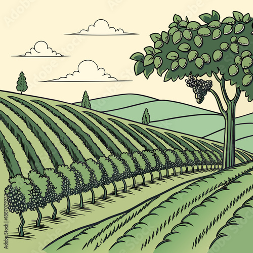 Vineyard Rows on Hillside - Organic Agriculture Vector Art