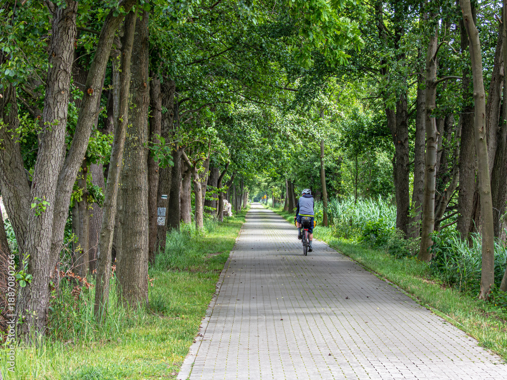 Naklejka premium Cyclist Riding Through a Tree-Lined Path in Green Summer Forest