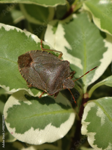 The common green shield bug (Palomena prasina) in brown winter colour, sunning on variegated pittosporum shrub