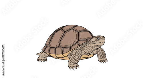 Detailed hand-drawn illustration of a realistic tortoise reptile with a patterned shell standing on a clean white background.