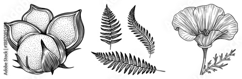 Botanical Illustration Set Featuring Cotton Boll, Ferns, and Poppy Flower in Detailed Art