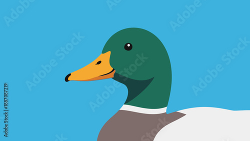 Mallard Duck Portrait - Green Head Wildlife Bird Illustration