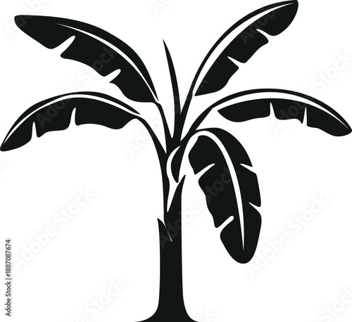 Simple black and white illustration of a tropical banana palm tree