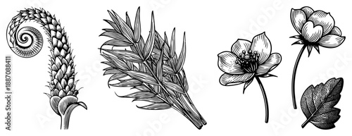 Botanical Illustration Set Featuring Spiral Pinecone, Fern, Flower, and Leaf
