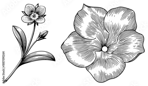 Elegant Art Botanical Illustration of Two Flowers with Detailed Petals and Stems