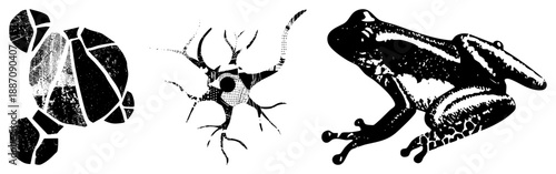 Three Black and White Stylized Illustrations Turtle, Neuron, and Frog
