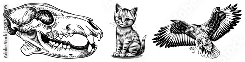 Vintage Style Animal Sketches Featuring Skull, Kitten, and Soaring Eagle