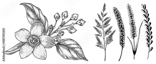 Botanical Illustration of Flower and Grasses in Detailed Art