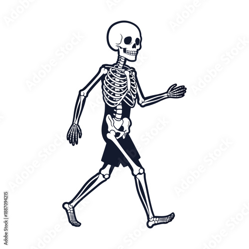 Walking Human Skeleton Illustration.