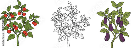 Fruit and vegetable plant illustration set, apple tree tomato plant eggplant bush drawings, colored and outline botanical vector collection, garden farming infographic design elements