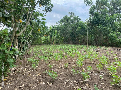 huerta con plantas
