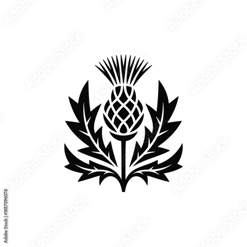 Elegant black and white illustration of a thistle flower with detailed leaves
