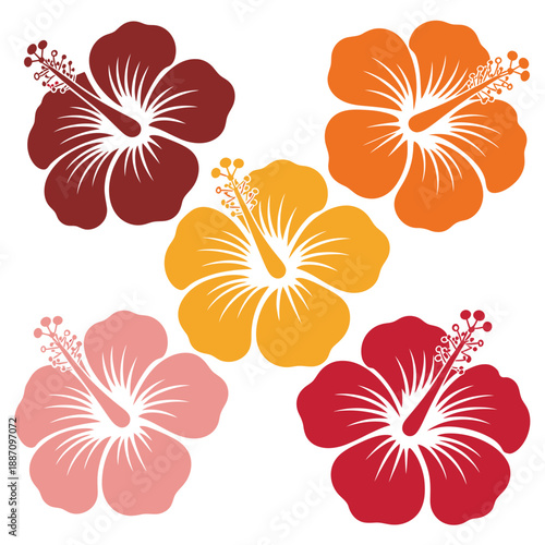 Colorful hibiscus flowers in shades of red orange and pink