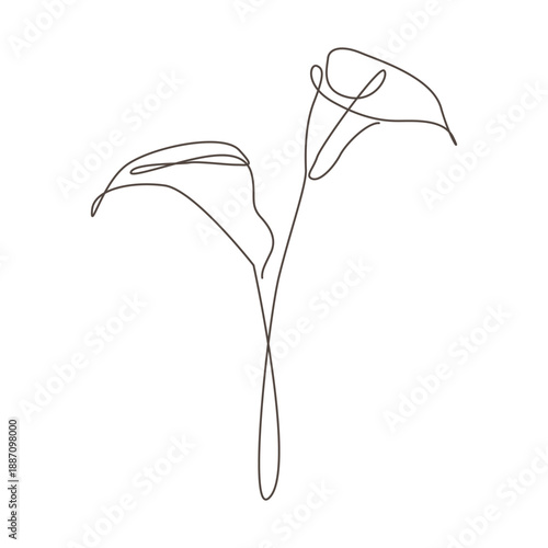 Elegant Monoline Art of Two Calla Lilies Design