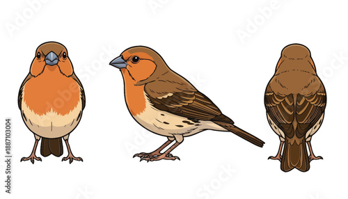 Illustrated Side, Front, and Back Views of a Vibrant Bullfinch Bird.