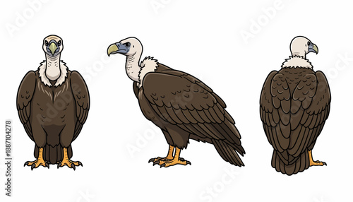 Cartoon Illustration of Vulture Bird in Front Side and Back Views.