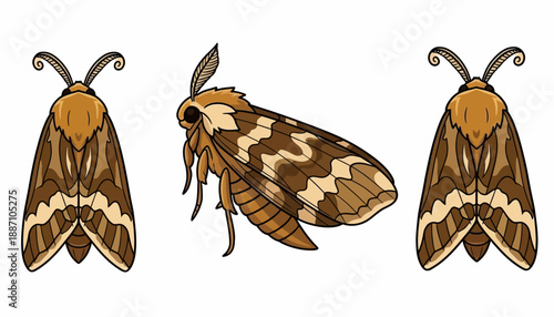 Illustrated Brown Moths with Striped Patterns and Antennae in Vector Style.