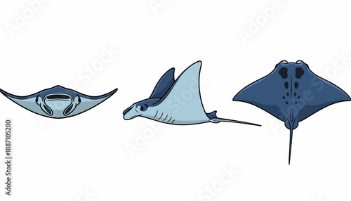 Three Illustrated Views of Blue Manta Rays in Front Side and Top Angles.