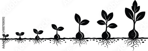 Plant growth stages illustration from sprout to mature plant with roots and soil nutrients, vector artwork