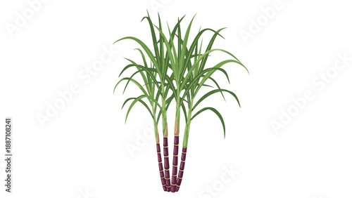 Mature sugarcane plant illustration showing the tall purple stalks and long green blade like leaves on a white background.