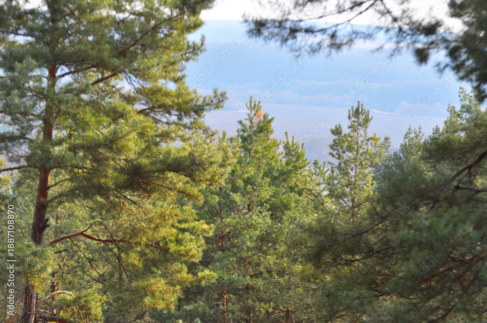 Fototapeta premium Landscape with Scots pine (Pinus sylvestris)