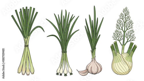 Bundles of aromatic green culinary herbs including lemongrass, scallions, garlic cloves, and a fresh white bulb of fennel.