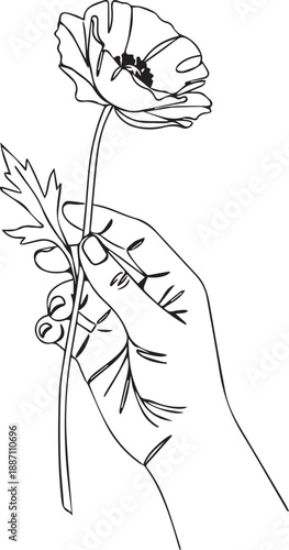 A delicate hand gently holds a single poppy flower in a line art style