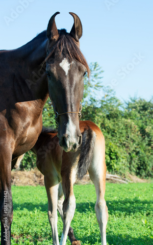 portrait of Marwari dam with her foal posing at pasture at sunny morning.  India, Gujarat