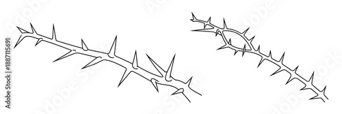 Thorny branches illustration: a close-up view of sharp spines on woody stems