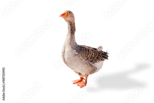 Fotografía Greylag Goose,Brown duck walking outdoor on snow on rural barnyard in free range poultry eco farm at winter