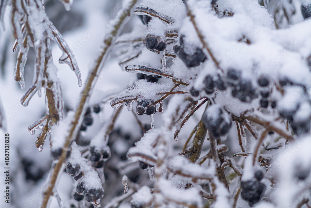 Φωτογραφία The black fruits of the bush are covered with snow and ice.