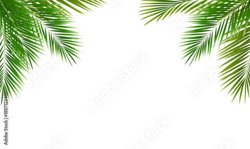 Eco Frame With Green Palm Tree Leaves