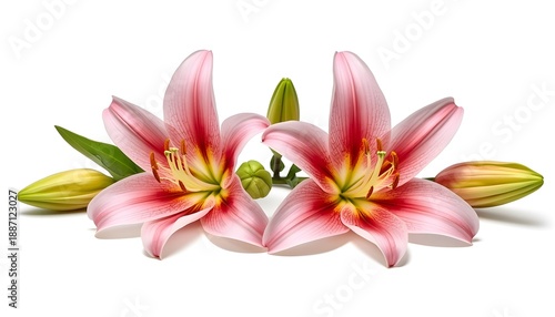 High Resolution Studio Photograph of Two Fully Bloomed Pink Lily Flowers with Buds Isolated on White Background