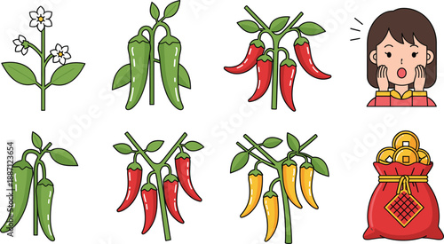 Hand-Drawn Chili Pepper Growth Stages Illustration Featuring Green and Red Harvest